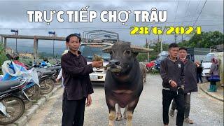 TRỰC TIẾP CHỢ TRÂU BÒ BẮC HÀ  GIÁ TRÂU TĂNG HAY GIẢM HIỆN NAY