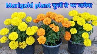 Marigold plant care in winter. Marigold plant fertilizer.