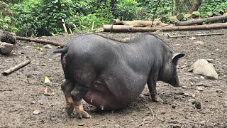 Pig giving birth caring for the sow and feeding the chickens and ducks-Lý Cát Tường