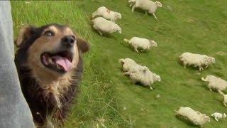 Welsh Shepherd Dogs at Their Finest  BBC Earth