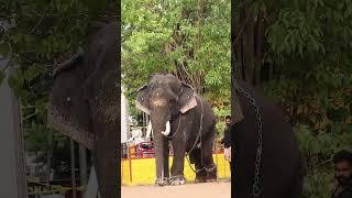 പത്മതീർത്ഥം സൂര്യനാരായണനും വിവേകും #youtubeshorts #keralaelephant #elephant #travel #love