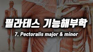 필라테스 기능해부학ㅣ7.대흉근 소흉근 Pectoralis major & minor