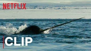 Our Planet  Narwhals  Clip  Netflix