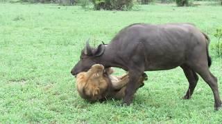 EXTREMELY RARE Fearless Male Lion attacks Buffalo Herd ALONE