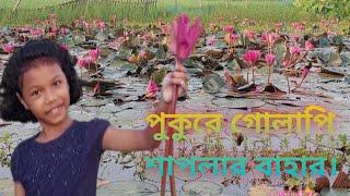 পুকুরে গোলাপি শাপলার বাহার। Water Lily।