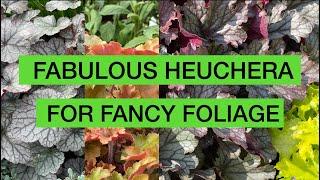 FABULOUS HEUCHERA FOR FANCY FOLIAGE - beautiful varieties for year-round colour