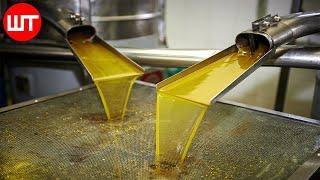 How Olive Oil Is Made  Olive Harvesting Technology  Factory Process