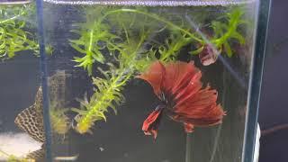 How to breed HM Koi Candy Galaxy Bettas Pairing Spawning Raising successfully