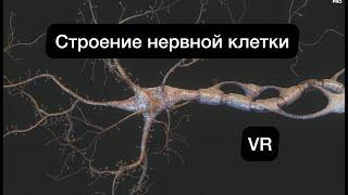 Строение Нейрона в 5D Анатомия в VR ЕГЭОГЭ