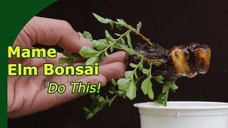 Starting Ulmus Mame Bonsai using summer cuttings