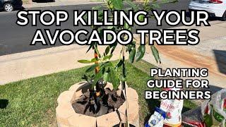 How to Plant A New Avocado Tree - Step by Step Guide  Soil Preparation  Fertilizer  Mulch