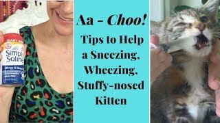 My Kitten Is Sneezing & Congested - Heres How to Help