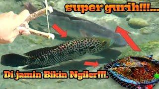 Berburu Ikan Disungai Langsung Di Bakar..  Ketapel Ikan  Slingshot Fishing