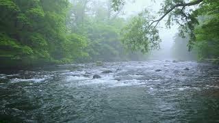 Green Forest River Flowing in Rainy Weather. Nature Sounds Forest River White Noise for Sleeping.