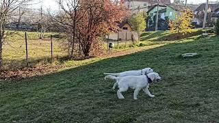 Golden Retriever brother and sister puppies playing together part 5 2021-10-31