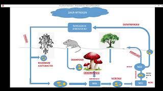 Daur nitrogen