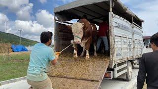 QURBAN ANIMAL UNLOADING 2021