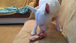 Bull Terrier gnaws a bone Бультерьер грызёт кость