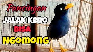 MASTERAN DAN PANCINGAN JALAK KEBO BISA NGOMONG