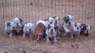 Dog pile English Bulldog puppies sleeping.