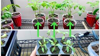 Potting up and managing seedling transplants and seed starts using double cup method with tips