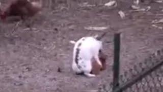 Mating the rabbit with chicken