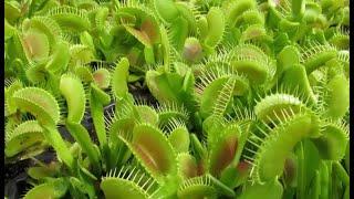 CAPTIVATED - THE ALLURE OF CARNIVOROUS PLANTS 2021 - full feature documentary film