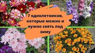 7 однолетников которые можно и нужно сеять под зиму