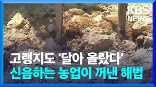 폭염에 신음하는 ‘고랭지 농업’…준고랭지로 활로 모색  KBS  2024.08.15.