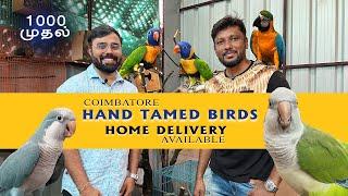 ₹1000 ரூபாய் முதல் Hand Tamed Birds for Sale  Exotic Birds  Home Delivery Available