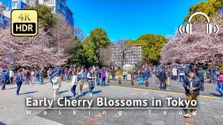 Japan - Early Cherry Blossoms in the middle of Tokyo 2024 Walking Tour 4KHDRBinaural