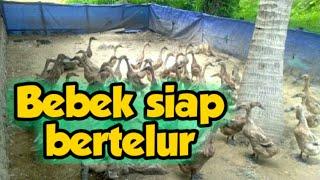 Usaha peternakan bebek  085363278540