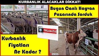 KURBANLIK FİYATLARI NE KADAR 