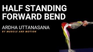 Half Standing Forward Bend Ardha Uttanasana - Yoga Pose Tutorial by Muscle and Motion