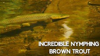 Obsessive Brown Trout Fly Fishing - Wonderful Beautiful Tedious Fly Fishing  in Gin-Clear Water