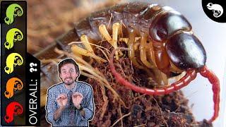 Giant Centipede The Best Pet Invertebrate?