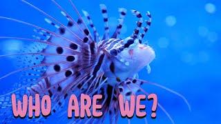 Meet lionfish Fun facts for kids  Discover Kids Universe  Wonder World Education