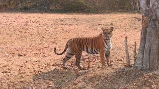 Sathyamangalam Kabini and Bandipur Which is best Just watch this video to know more #savetiger