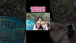 panen apel di halaman tetangga Turki  buah apel  buah  panen buah  Apple  #shorts