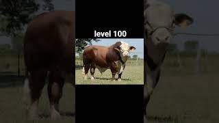 cow rank level #sapi #sapiterbesar #cow #sapiqurban #cowlover #cowvideo #cowvideos #cowfarm