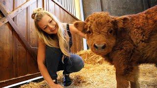 Visiting A Mini Cow Farm