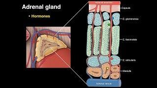 Adrenal gland