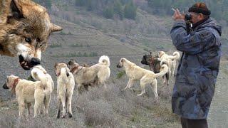 KURTLARLA GEZEN  KANGAL KÖPEĞİ VAKASI  2.BÖLÜM  KURT KIZANINA GİDEN ÇOBAN KÖPEĞİ KANGAL KÖPEK