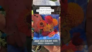 Grow Zinnias from Seeds in just 3 days #summer #gardening #ytshorts #zinnia #flowergarden #seeds