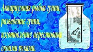 Аквариумная рыбка гуппи разведение гуппи изготовление нерестовика своими руками.