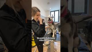 Si chiama Eren per questo…#cani #perte #husky #voghelita #youtubeitalia #dogshorts #huskylife #viral