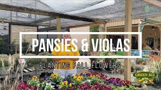 Pansies & Violas  Planting Fall Flowers