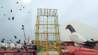 Jaal Khali Kar Diya  Hashim Mahmood Pigeons