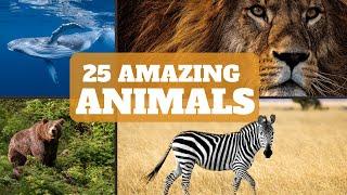 Fun Facts about Animals  Facts about Animals for Kids  Facts about Animals for 1st - 5th Grade