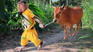 Super Smart Cutis Farmer Drove Harvest Grass Help Mom Feed Cows